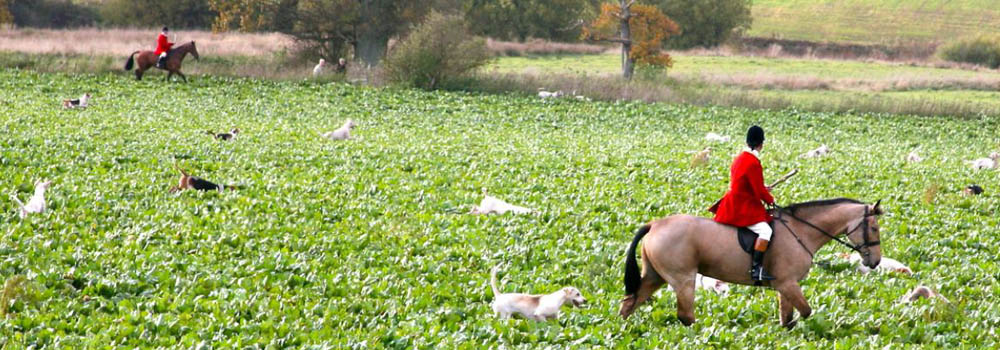 A Tough Webb website image